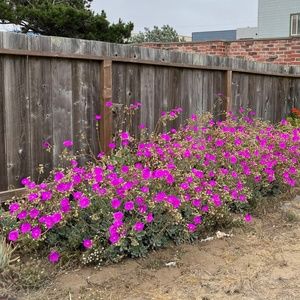Rock Purslane Cuttings, 7pcs of succulents